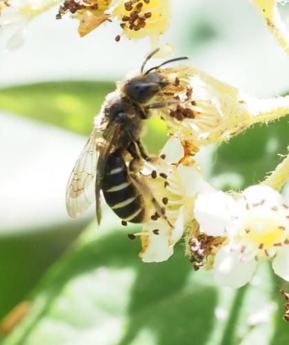 Réf. 233 365 : Halictus sp.